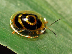 Image of Target Beetle