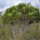 Image of Myodocarpus crassifolius Dubard & R. Vig.