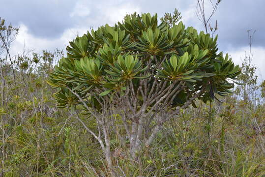 Image of Myodocarpus crassifolius Dubard & R. Vig.