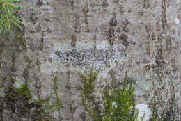 Image of arthothelium lichen