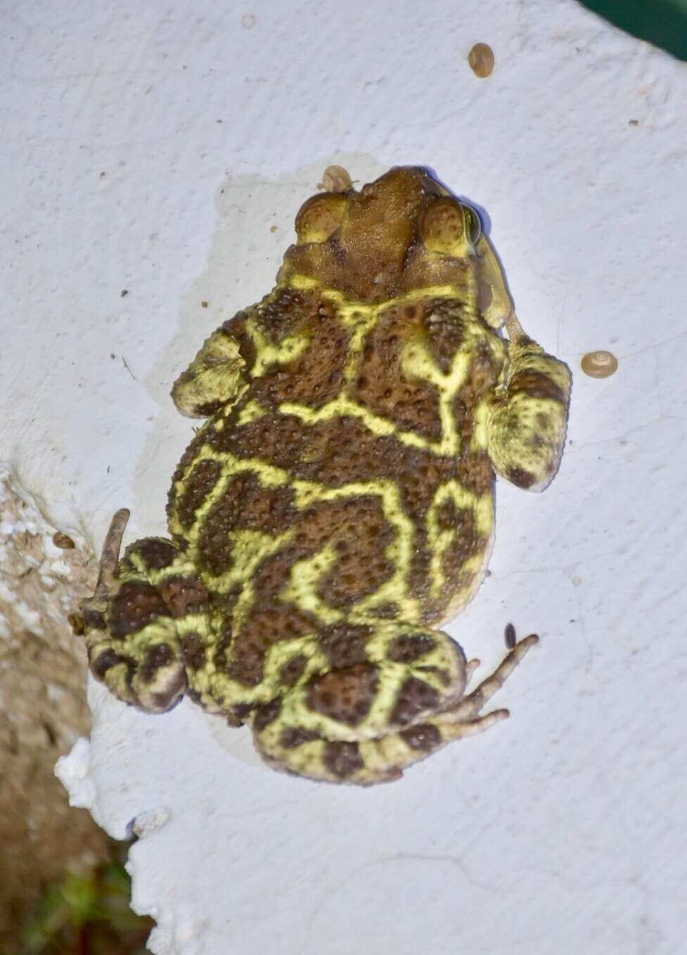 Image of Cuban toad