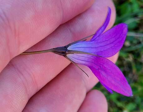 Image of Campanula patula subsp. abietina (Griseb. & Schenk) Simonk.