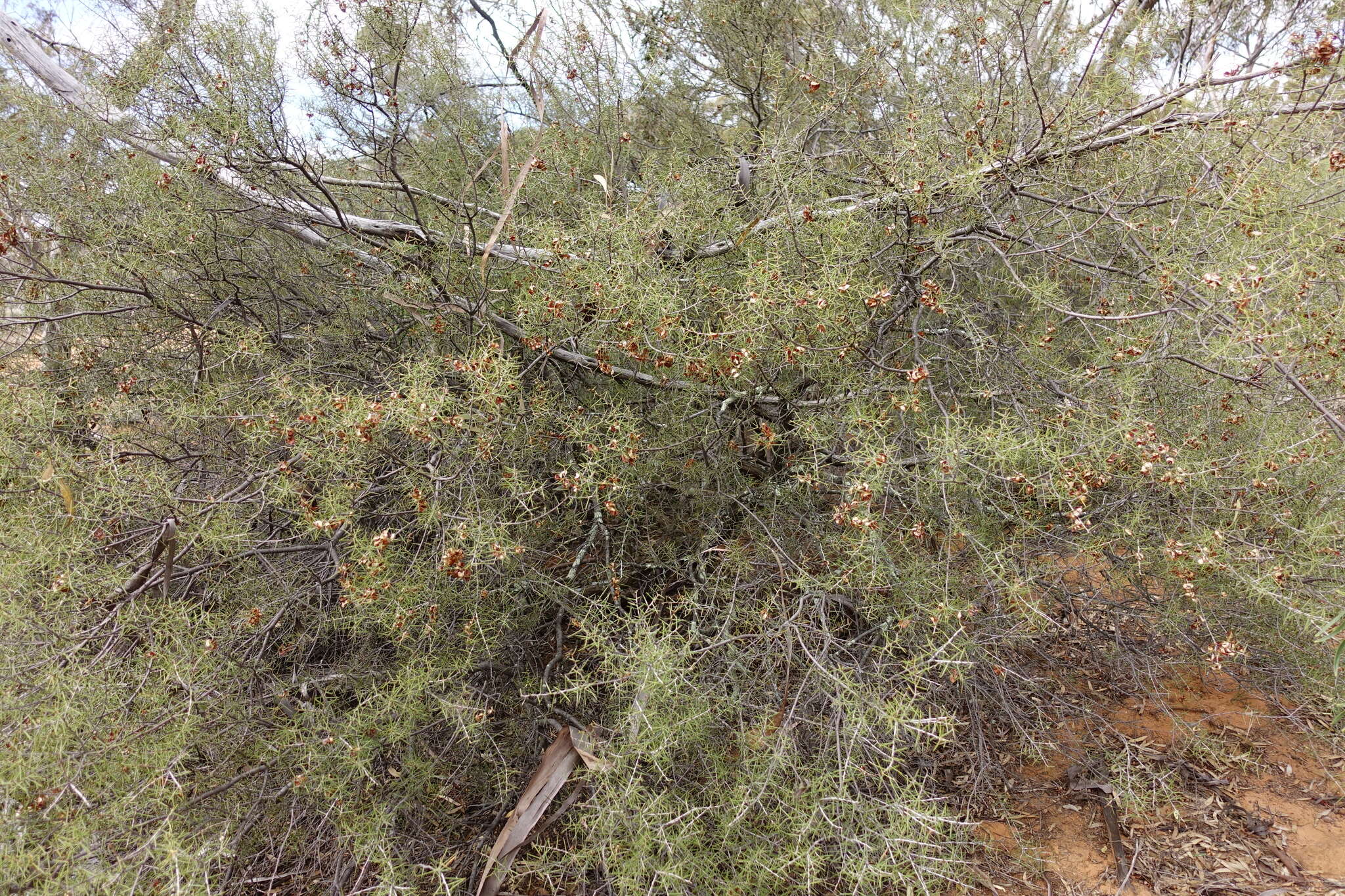 Acacia colletioides Benth. resmi