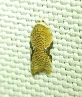 Image of Acleris cervinana Fernald 1882