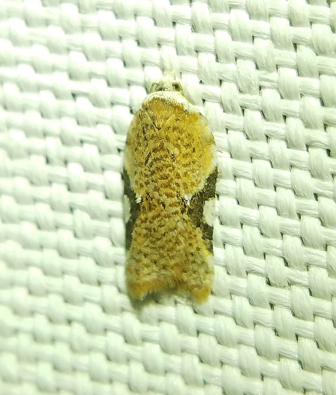 Image of Acleris cervinana Fernald 1882