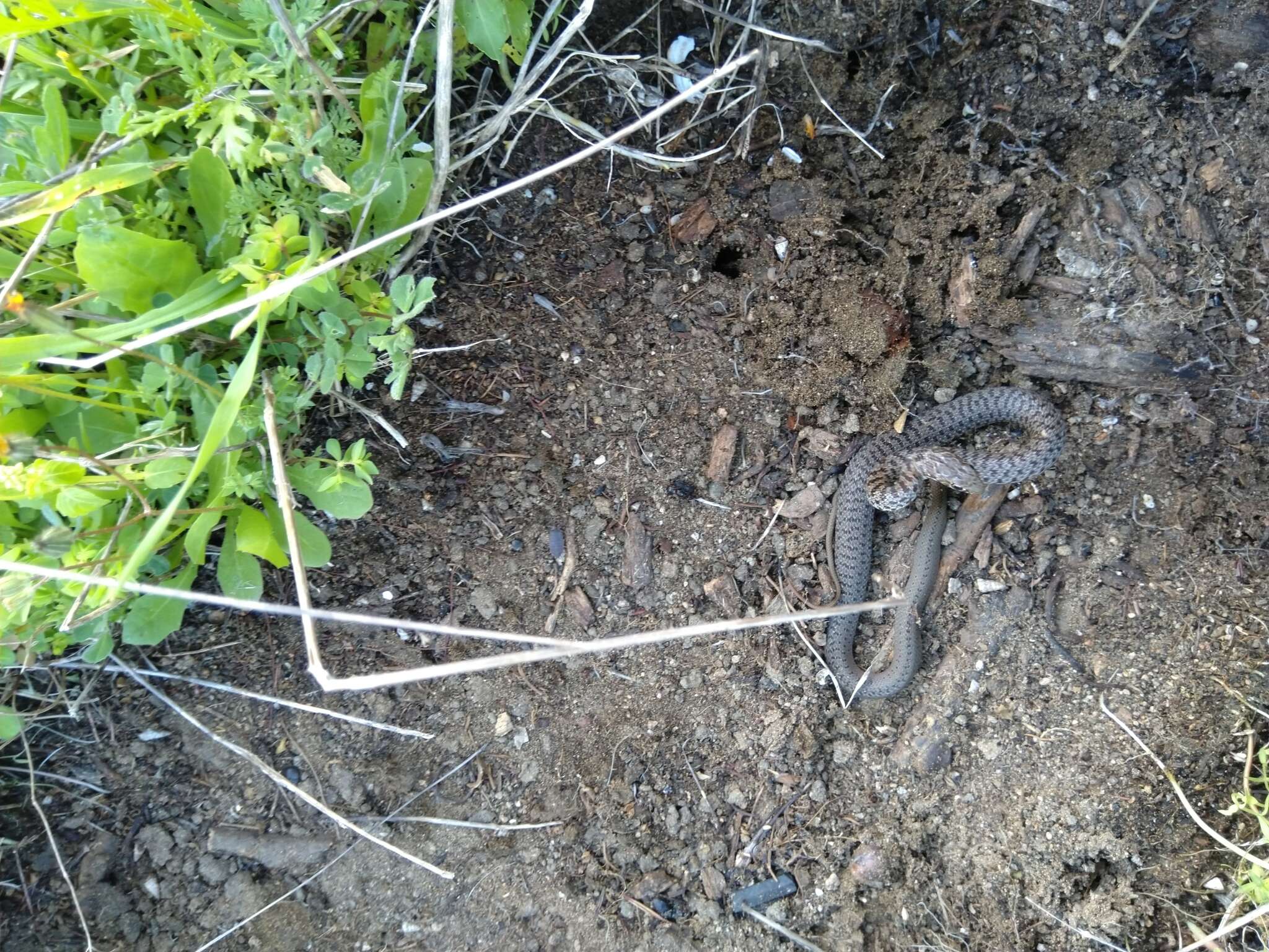 Image de Dolichophis jugularis (Linnaeus 1758)