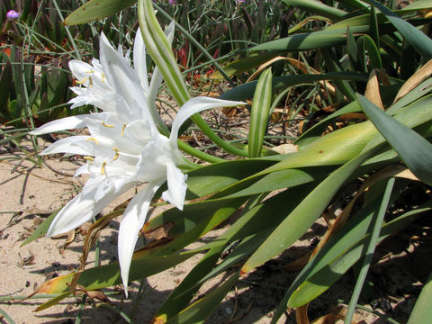 Image of sea-daffodil