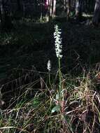 Image of Marsh lady's tresses