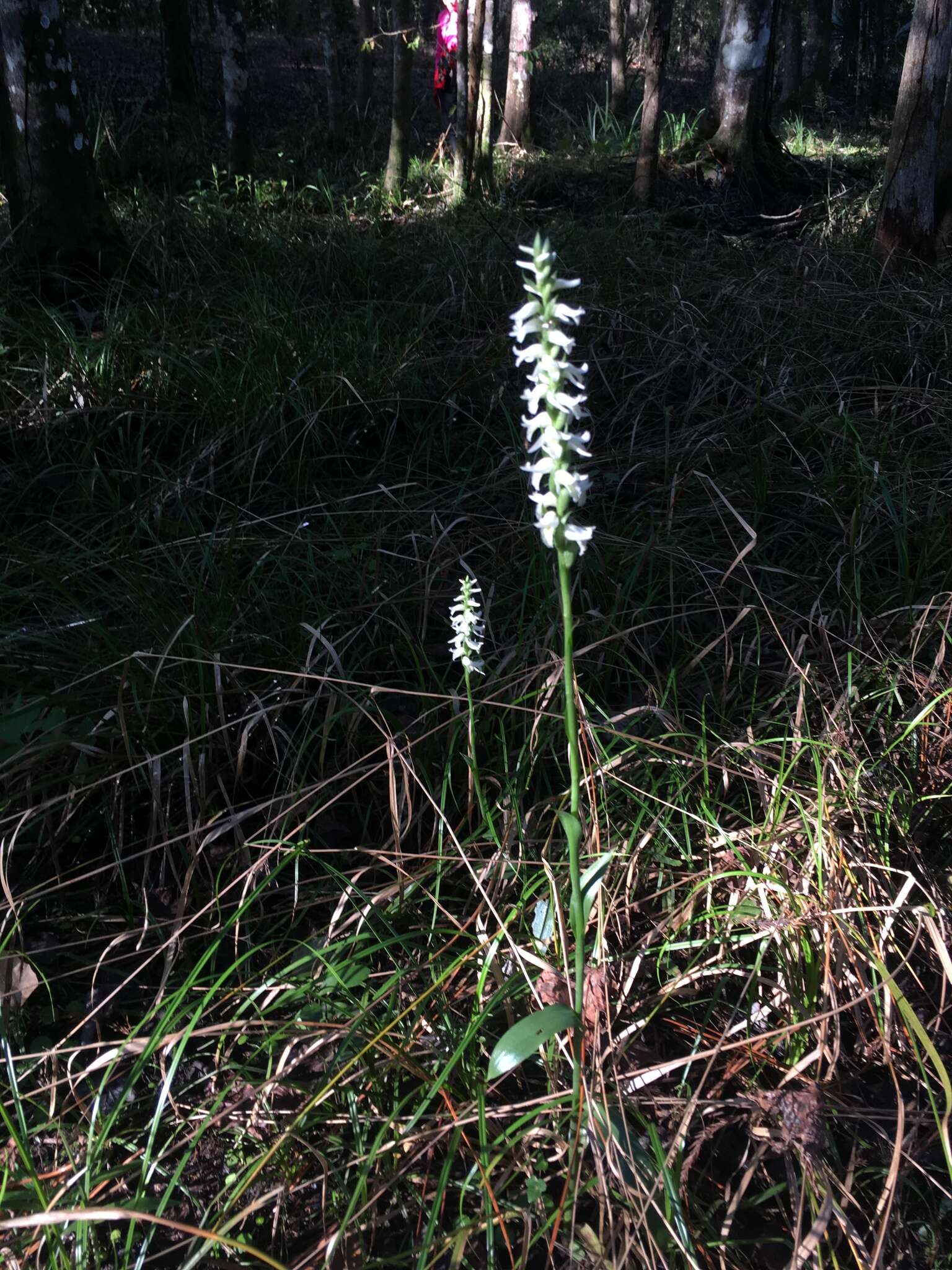 Imagem de Spiranthes odorata (Nutt.) Lindl.