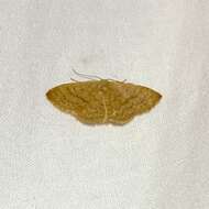 صورة Idaea uniformis Warren 1896