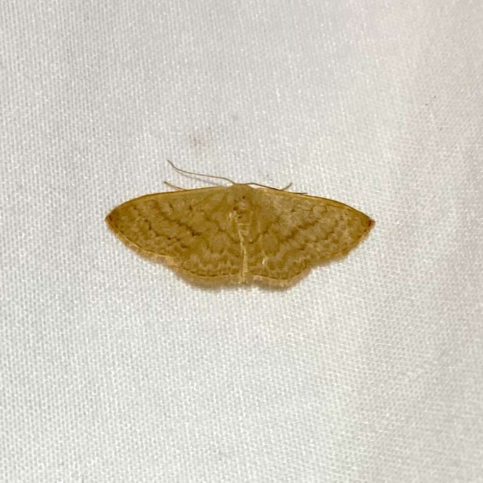 Image de Idaea uniformis Warren 1896