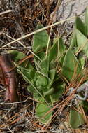 Image of Echeveria mucronata Schltdl.