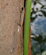 Image of Rainforest Water-skink