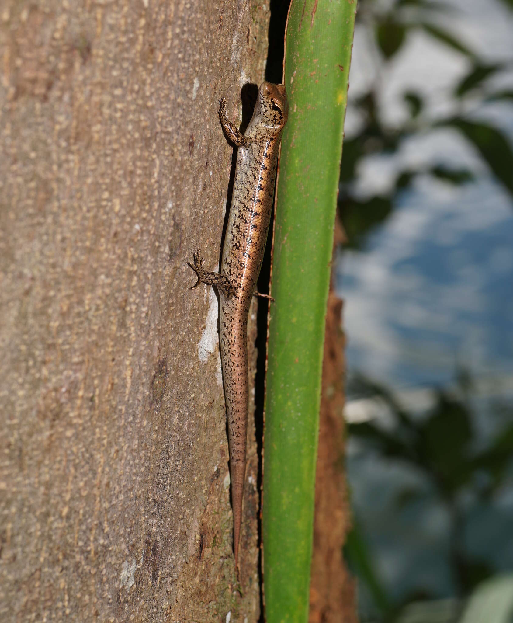 Image of Rainforest Water-skink