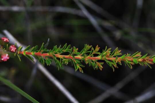 Слика од Leptospermum liversidgei R. T. Baker & H. G. Smith