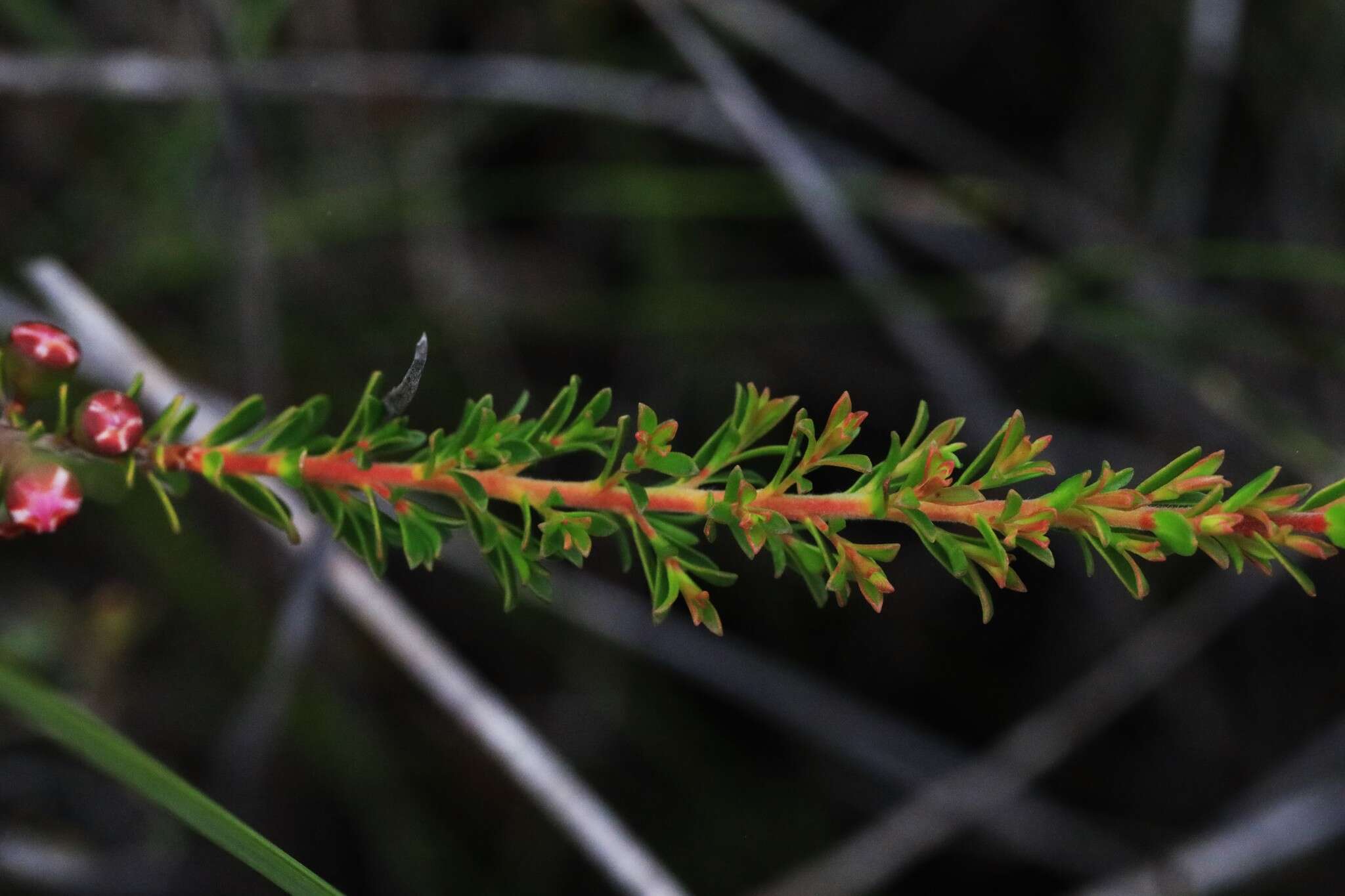 Image of Leptospermum liversidgei R. T. Baker & H. G. Smith