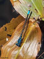 Image of Skimming Bluet