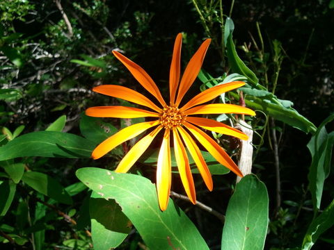 Image of <i>Mutisia decurrens</i> Cav.