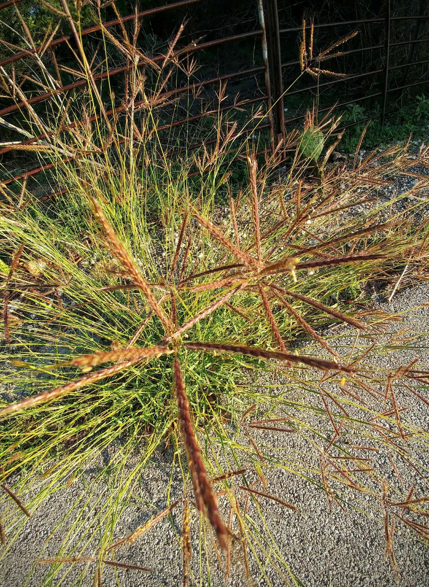 Image of Kleberg's bluestem