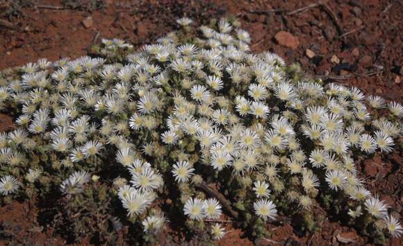 Image of Drosanthemum framesii L. Bol.