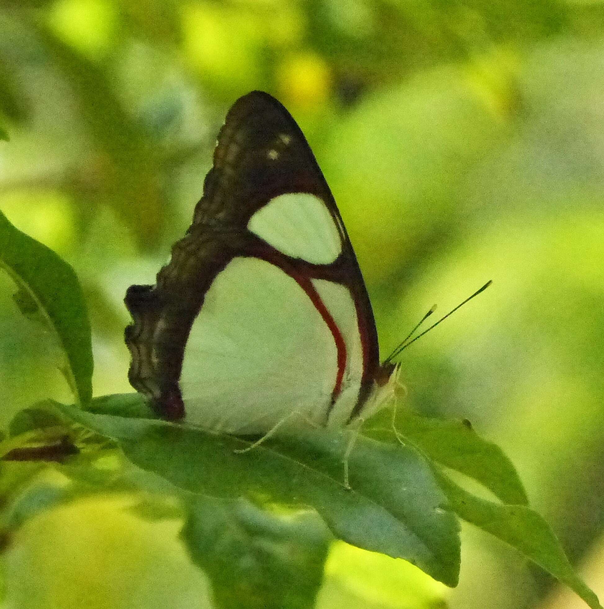 Image of Pyrrhogyra neaerea Linnaeus 1758