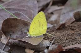 Слика од <i>Eurema <i>brigitta</i></i> brigitta