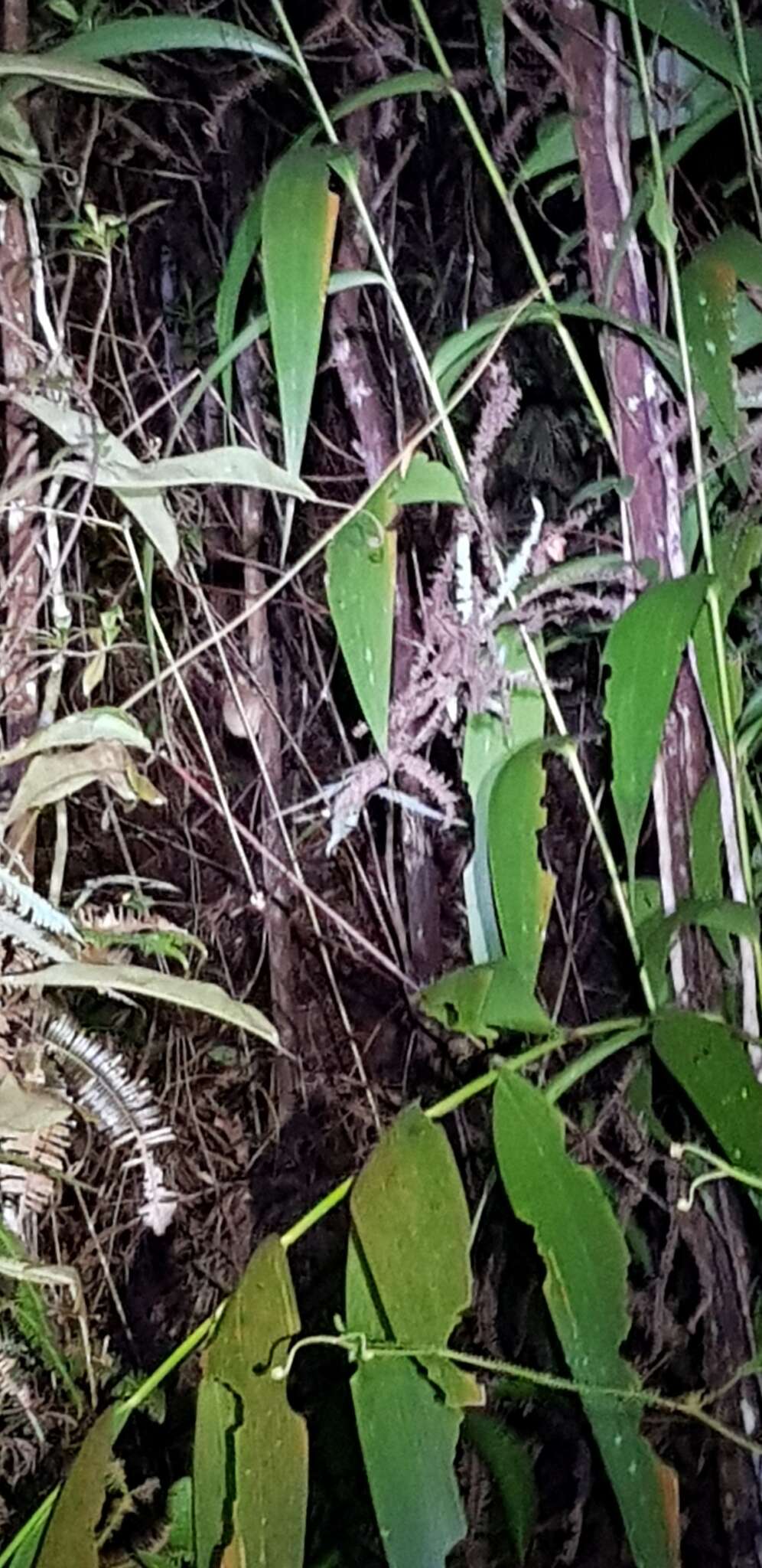 Image of Bornean tarsier