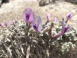 Image of Ash Meadows milkvetch