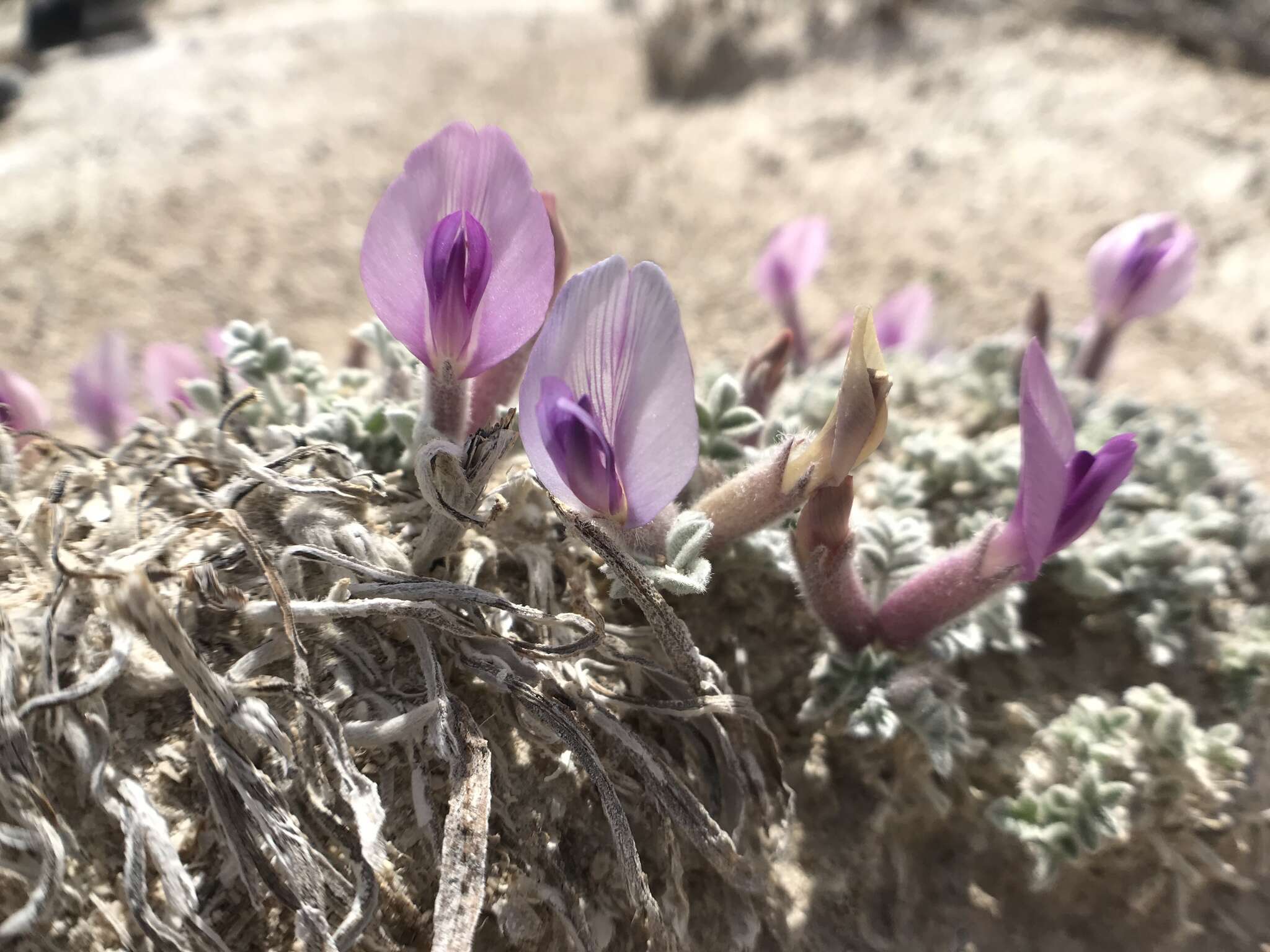 Image of Ash Meadows milkvetch