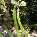 Imagem de Bauhinia podopetala Baker