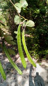 Image of Bauhinia podopetala Baker