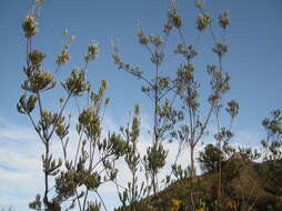 Image of Leucadendron uliginosum subsp. uliginosum