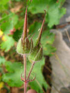 Image of Glandular Crane's-bill