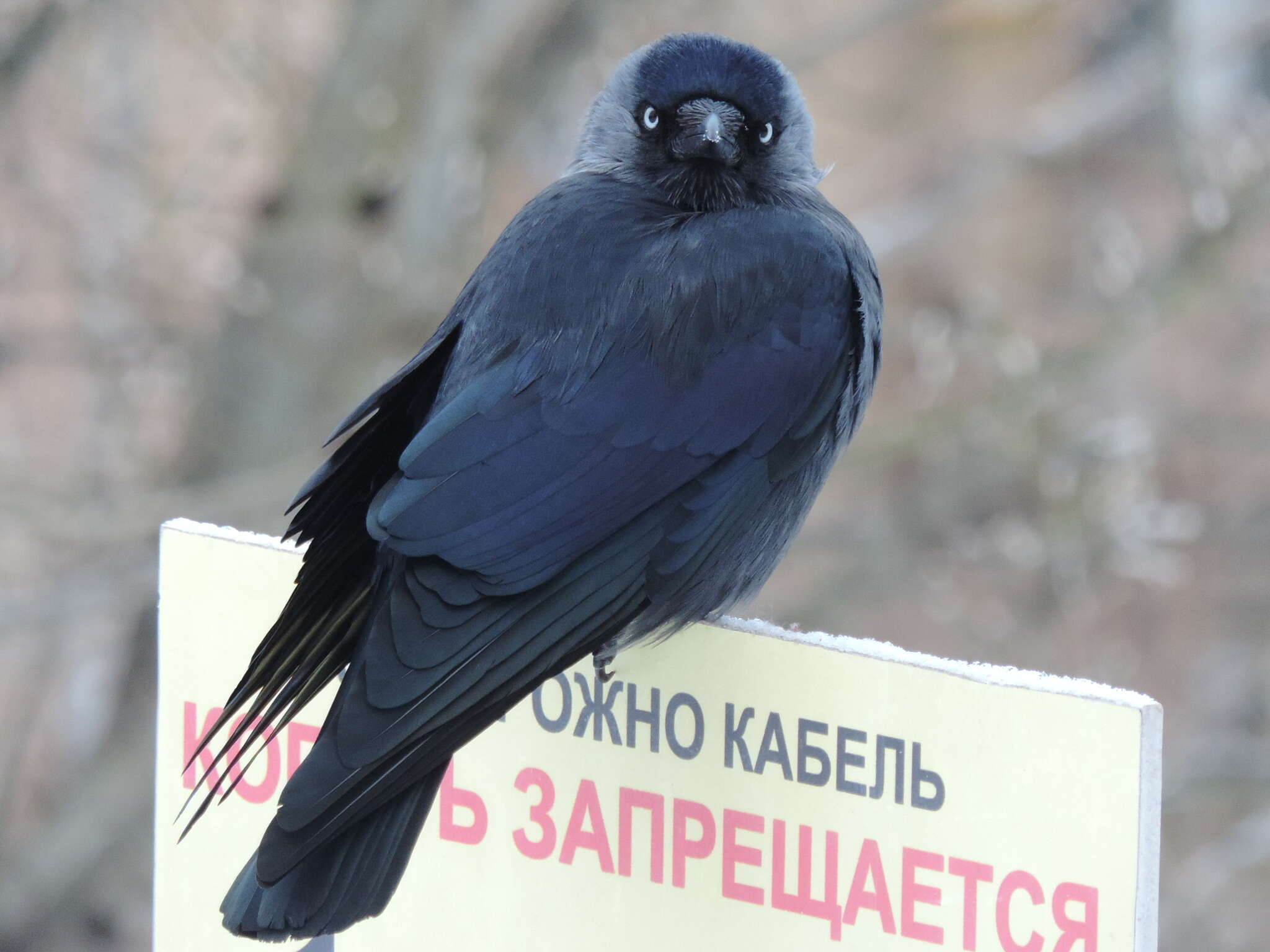 Image of Corvus monedula soemmerringii