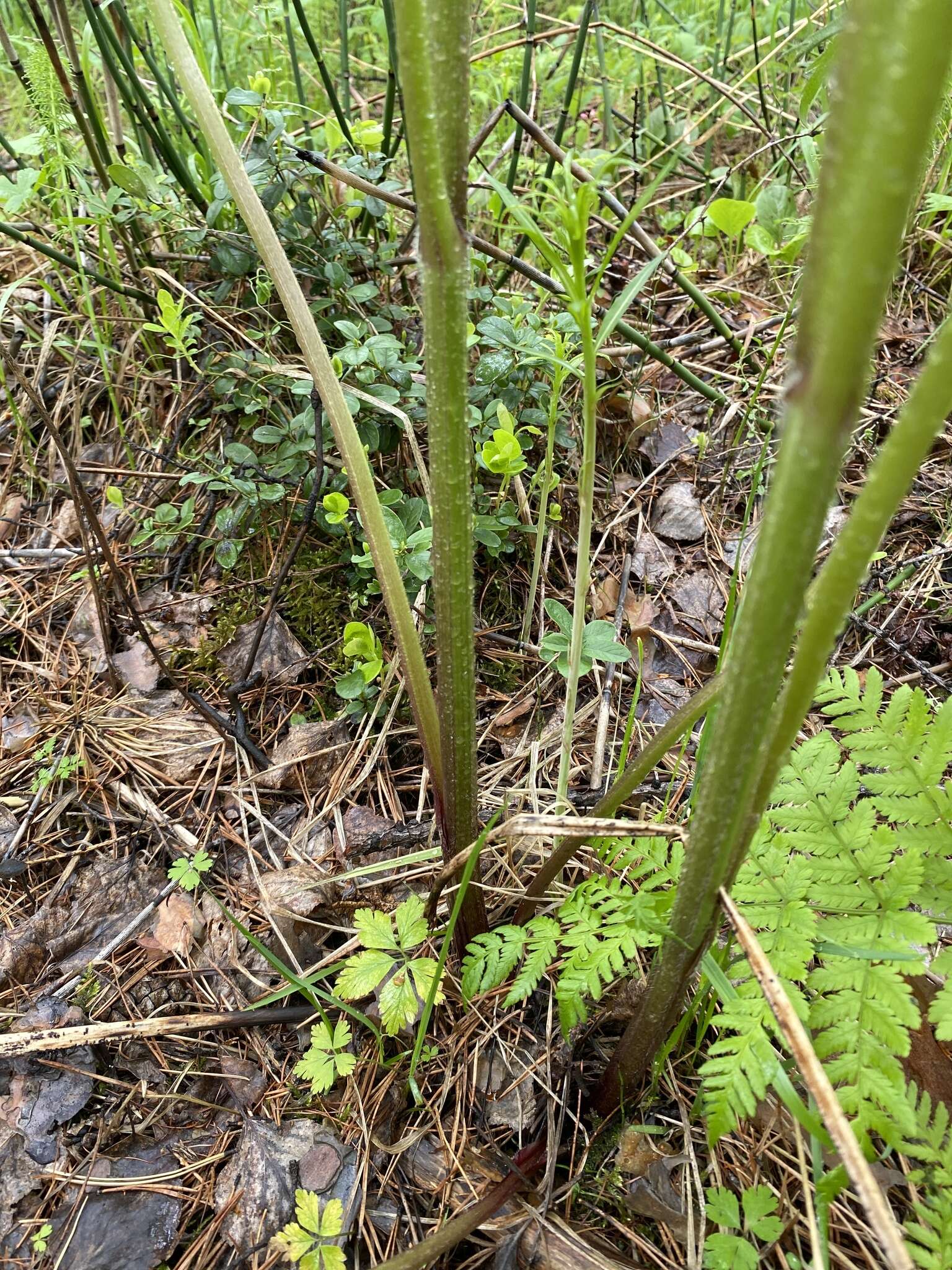 Aconitum septentrionale subsp. rubicundum (Fisch.) V. N. Voroschilov resmi