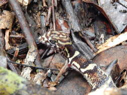 Image of Yucatan Banded Gecko