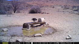 Image of African Hawk-Eagle