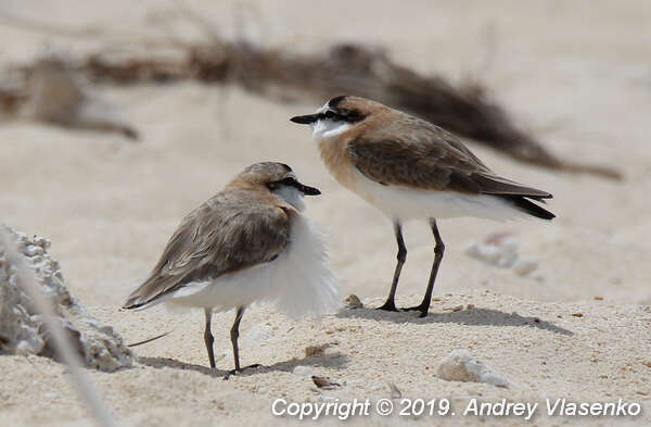 Imagem de Charadrius marginatus tenellus Hartlaub 1861