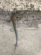 Image of New Mexico whiptail