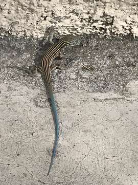 Image of New Mexico whiptail