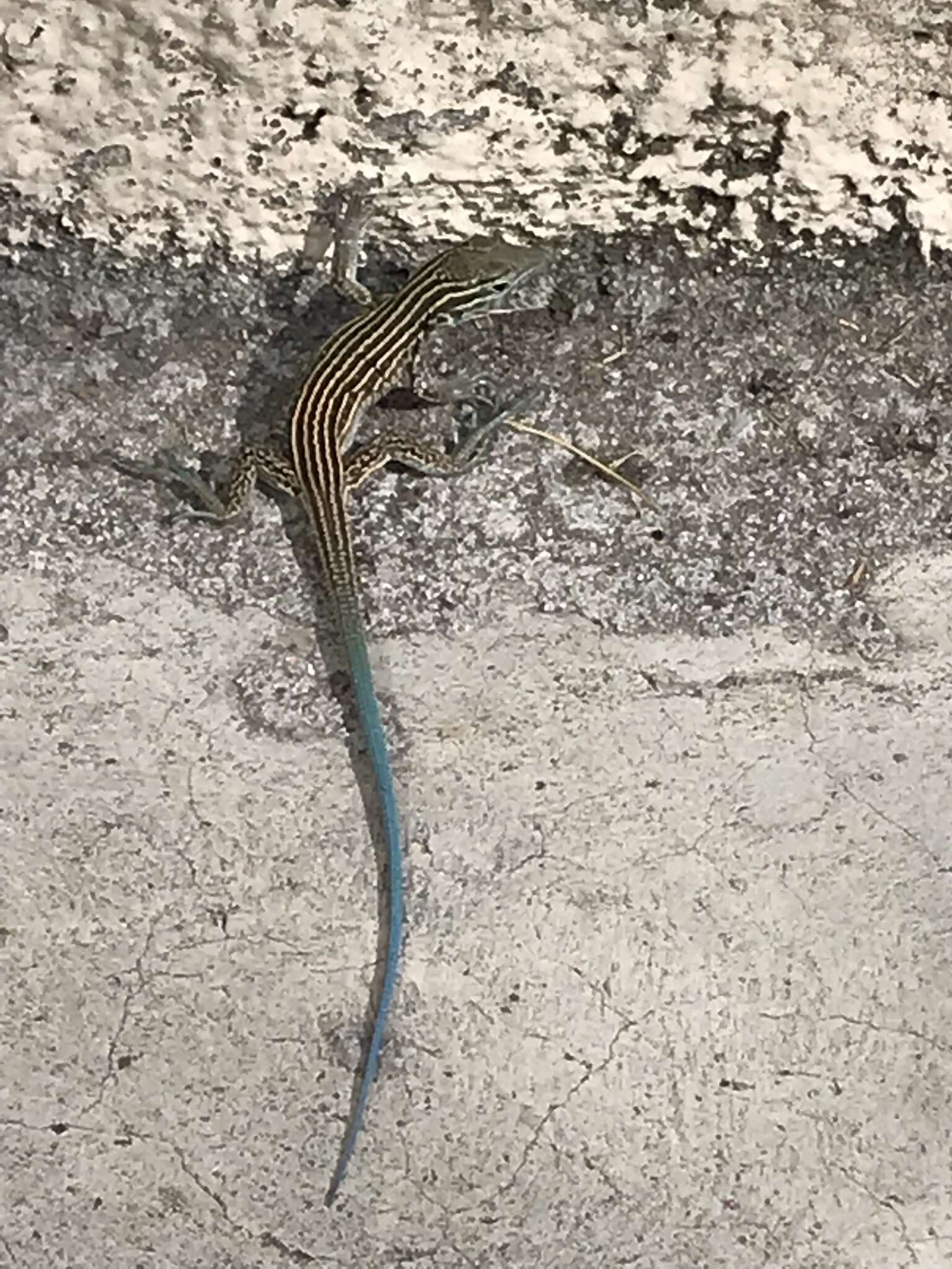 Image of New Mexico whiptail