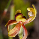 Image of Caladenia bryceana subsp. bryceana