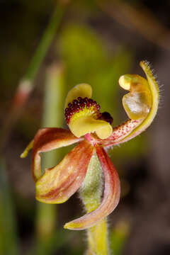 Caladenia bryceana subsp. bryceana的圖片