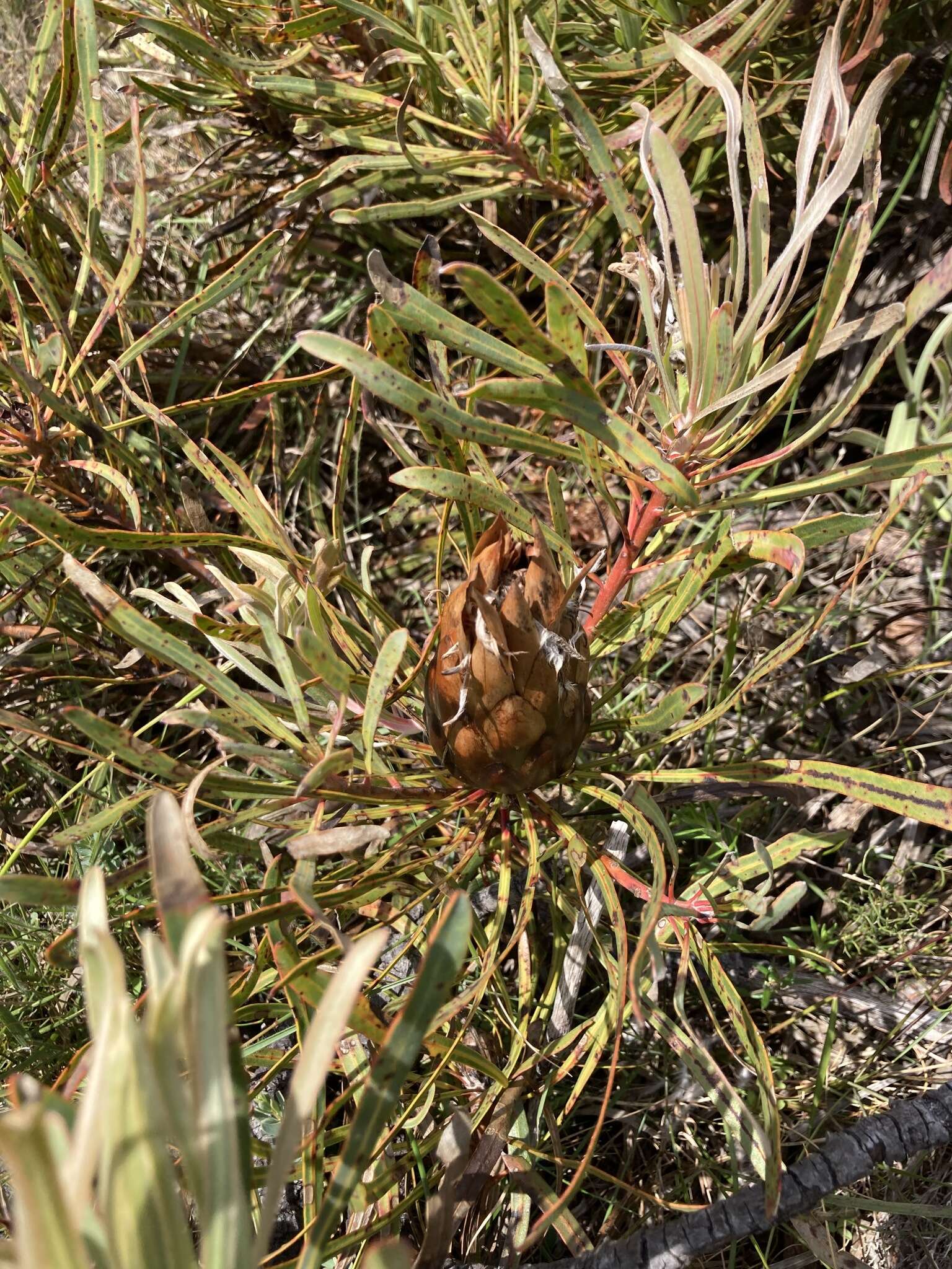 Imagem de Protea longifolia Andr.