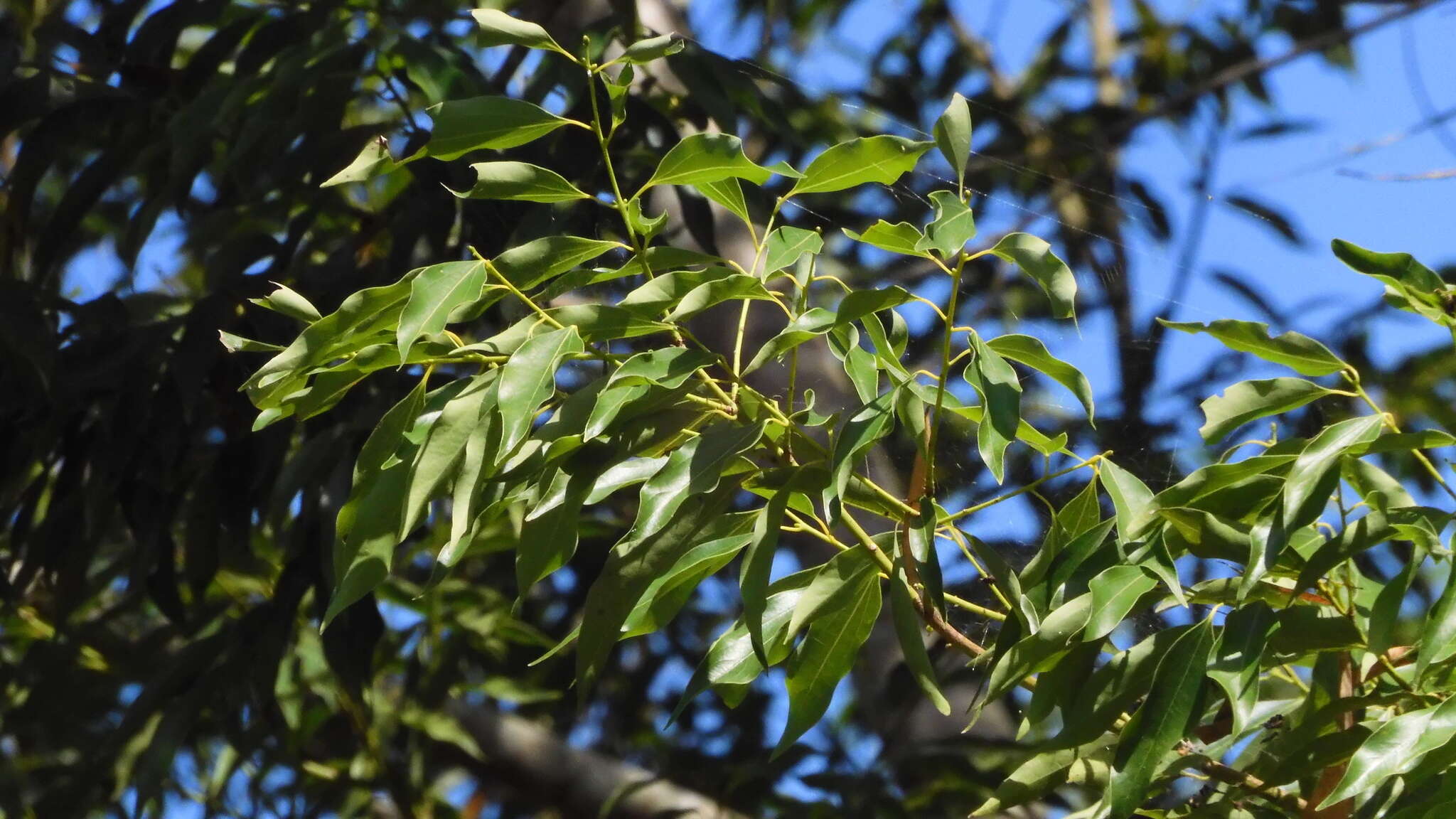 Cinnamomum yabunikkei H. Ohba resmi