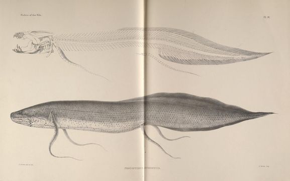 Image of Marbled lungfish