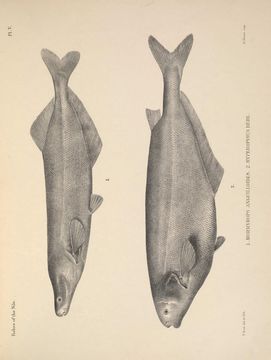 Image of African Carp