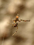 Image of Theridion zantholabio Urquhart 1886