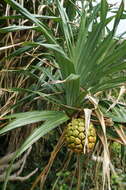 Image of Pandanus odorifer (Forssk.) Kuntze