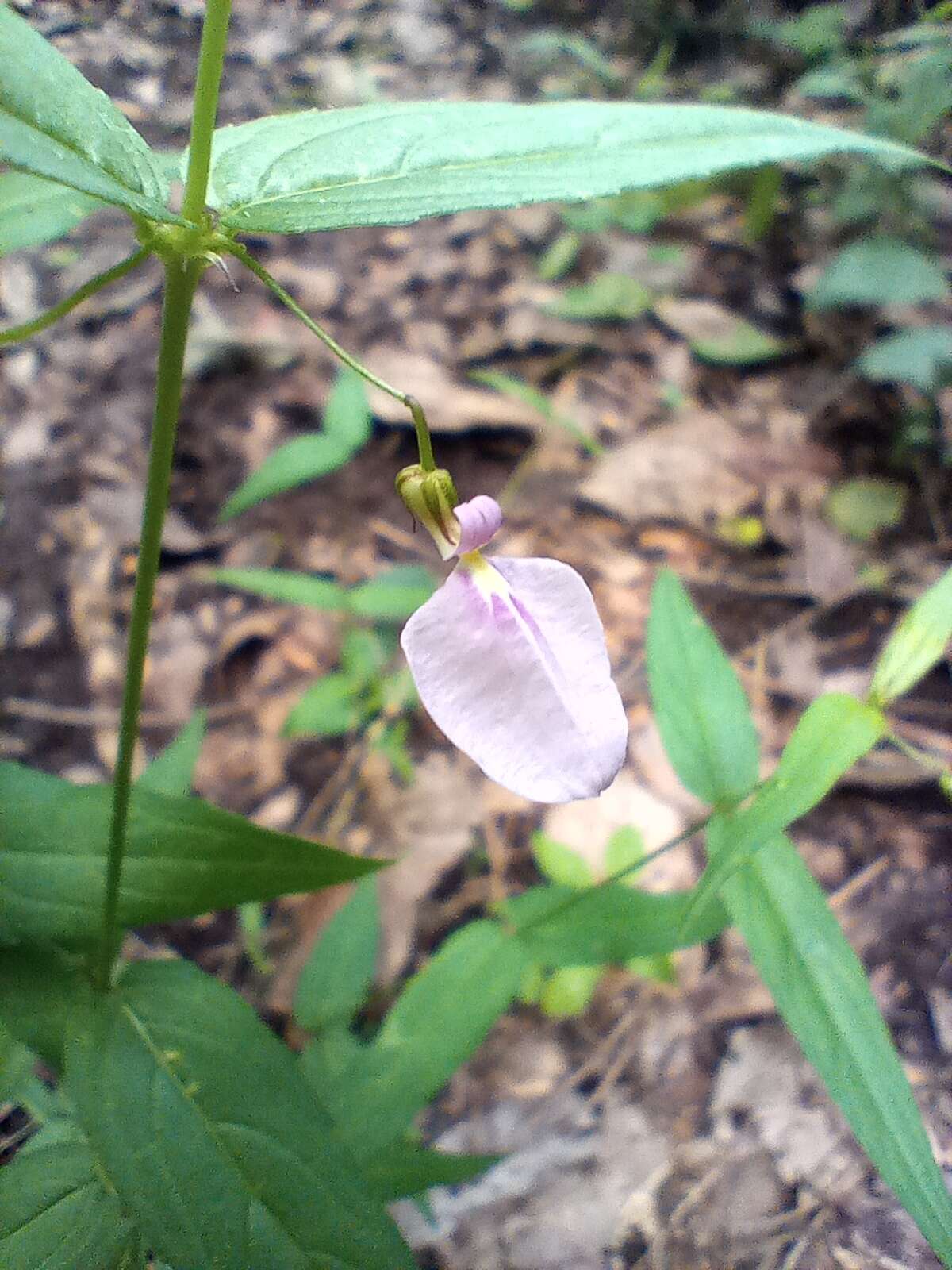 Image of Pombalia oppositifolia (L.) Paula-Souza